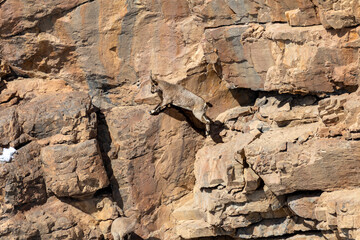IBEX Female Jumping 