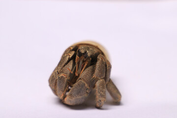 hermit crab living in plastic bottle cap