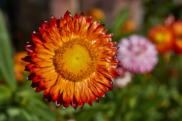 In the garden blooms helichrysum or immortelle (Latin Helichrysum) – a large genus of the Asteraceae family (Asteraceae). Autumn.