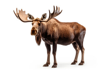 Moose isolated on a white background