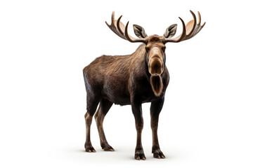 Moose isolated on a white background