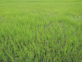 green rice field