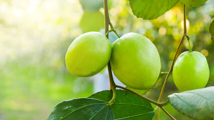 The green jujube fruit closeup