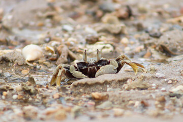 crab on the beach