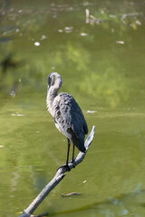 old great blue heron (Ardea herodias) preening while perched on a partly submerged tree branch in the park