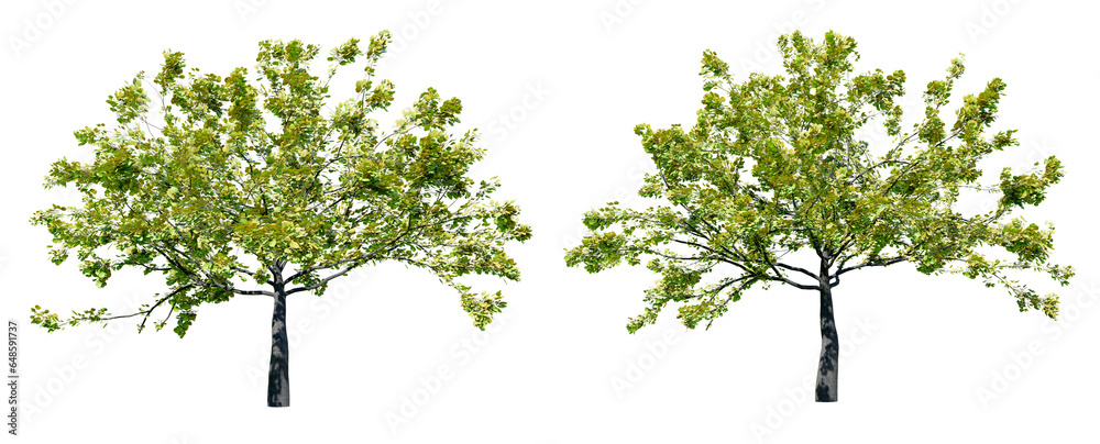 Poster png transparent collection tree no original background, real transparent and no whit border, 3d illu
