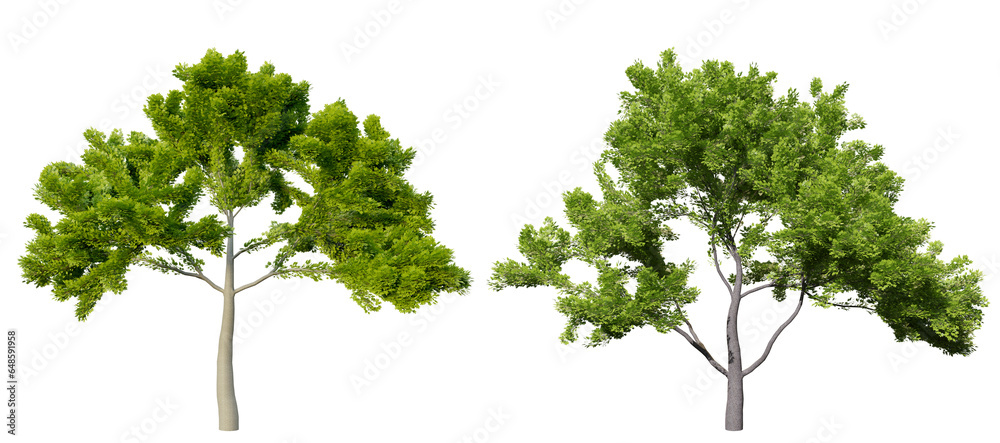 Poster png collection tree real transparent background, 3d illustrations rendering