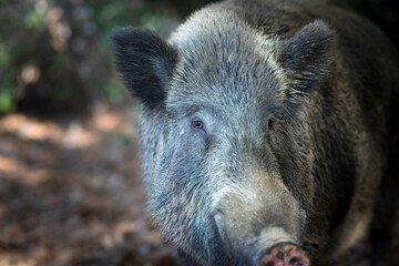 Naklejka na ściany i meble Photo of wild boar in its natural habitat. Green brown nature backgopund.