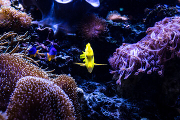 Underwater
