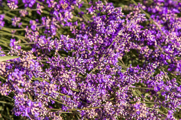 Purple lavender flowers bush. Flower in the field. Nature background. Grow a fragrant plant in the garden. Summer flower honey plant closeup