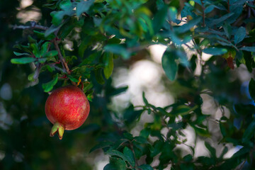 Pomegranate tree. Green nature background.