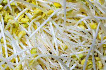 Close-up of a soybean sprout