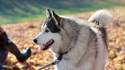 An adorable Husky dog on a leash being led by its owner, curiously looking ahead in the setting sun