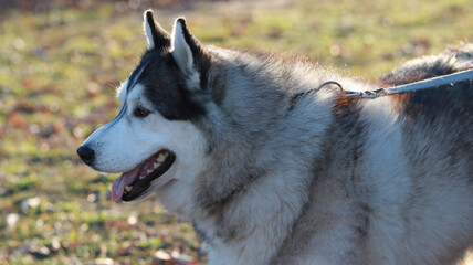 An adorable Husky dog on a leash being led by its owner, curiously looking ahead in the setting sun
