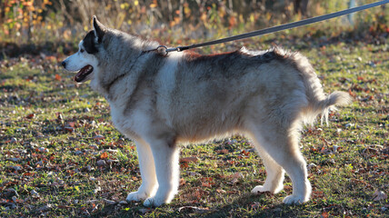 An adorable Husky dog on a leash being led by its owner, curiously looking ahead in the setting sun