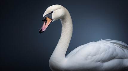 White Swan
