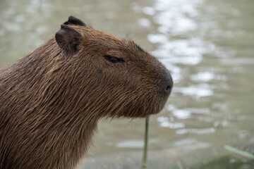 Capybara chewing grass by pond at zoo. wild or farm animal.