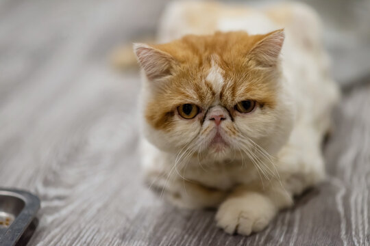 Portrait of Yellow white Exotic shorthair on wooden floor of home