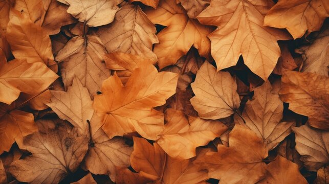 Crispy autumn leaf texture background, showcasing delicate, organic textures and a warm, seasonal color palette. A wonderful choice for fall-themed creative projects