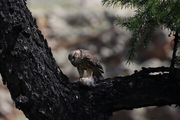 A sequence of the meal of a small bird of prey, Mongolia