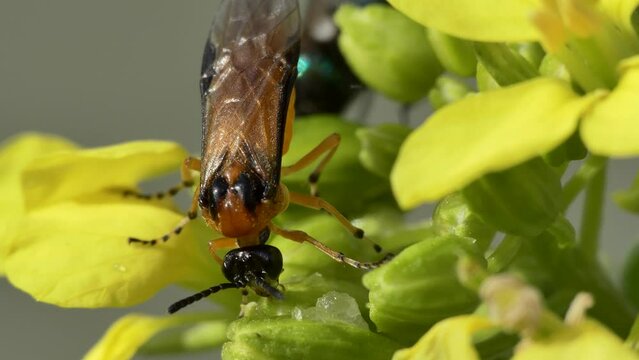 Insects, macro. Insects feed on pollen on the yellow flowers of siderate plants grown on the farm to improve soil quality. Siberia.