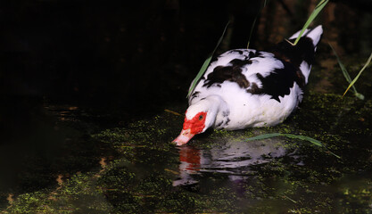 Muscovy duck of original black and white red color eats algae in the swamp....