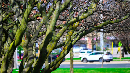 The branches on the moss-covered tree trunk have just sprouted new leaves.
