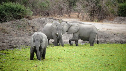 elephants in the wild