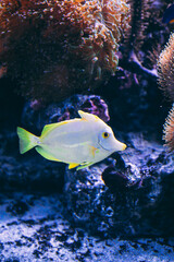 Underwater 
