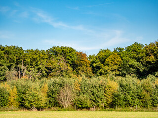 Baumschule am Waldrand
