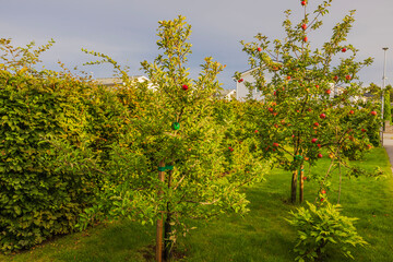 Beautiful view of apple trees with red apples in private garden in house on cloudy sky background on warm autumn day. Sweden.