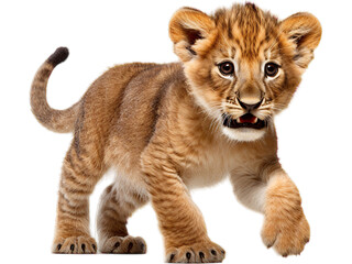 Playful African Lion Cub Transparent