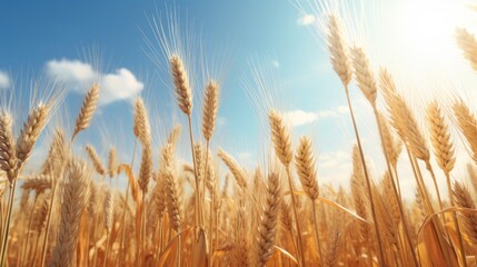 A field of wheat under a blue sky