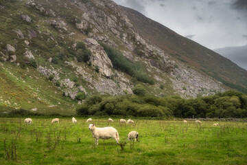 Flock of sheep grazing on green field at foothill of rocky mountain. Lough Dan valley, Wicklow Mountains, Ireland