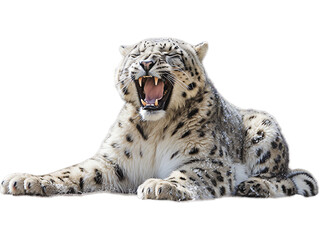 Snow Leopard Grooming Transparent Background - obrazy, fototapety, plakaty
