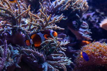 Underwater 