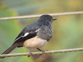 oriental magpie robin