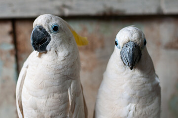 White Macaws