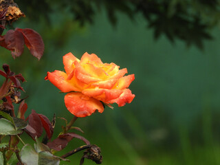 orange rose in garden.