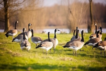 Obraz na płótnie Canvas A group of geese standing on a lush green field