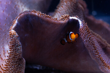 Underwater 