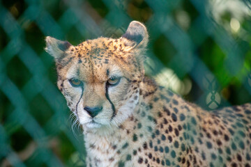 Cheetah (Acinonyx jubatus)