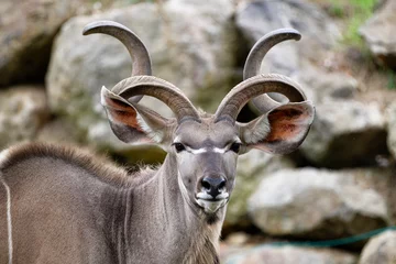 Draagtas Greater kudu (Tragelaphus strepsiceros), Pilsen, Czech Republic, Europe © milanvachal