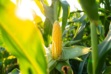 A beautiful yellow ear of corn. Corn cob in corn plantation field. Fresh corn cob