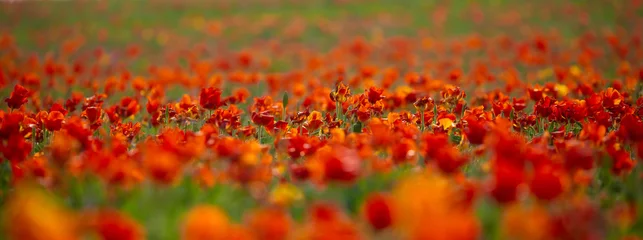 Selbstklebende Fototapeten Wild Red Data Book tulips Greig in the fields of Kazakhstan. Spring flowers under the rays of sunlight. Beautiful landscape of nature. Hi spring. Beautiful flowers on a green meadow. © Vera
