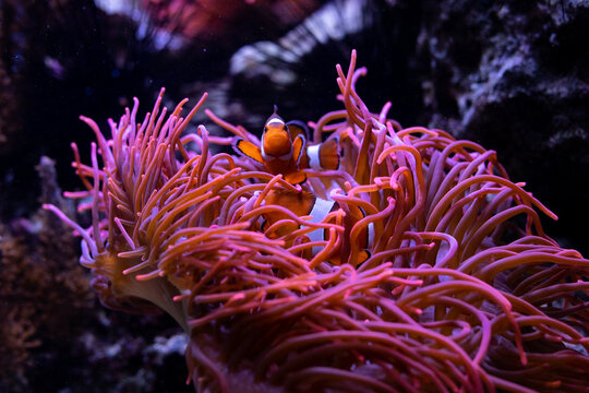 Underwater 