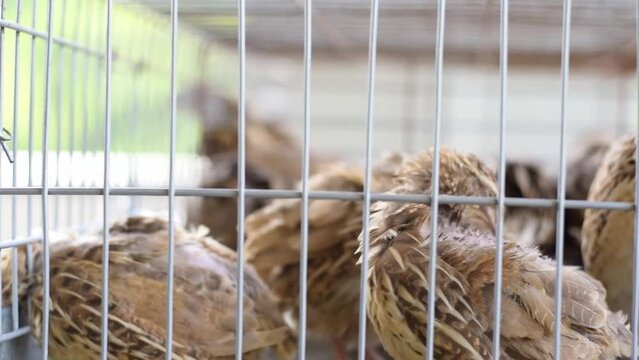 Coturnix coturnix, cage full of quail, trapped for egg production on a farm