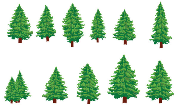 Set of fir trees isolated on white background. Vector illustration.