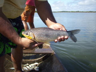 Farmer Proudly Holding a Fish During Pond Harvest. Brazilian Native Freshwater Fish - Piavuçu,...