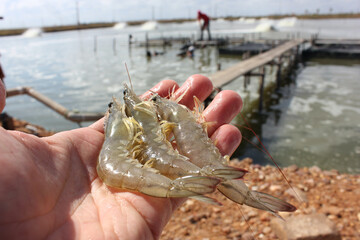 Close up on hand holding shrimp, Farmed Seafood © OTABR